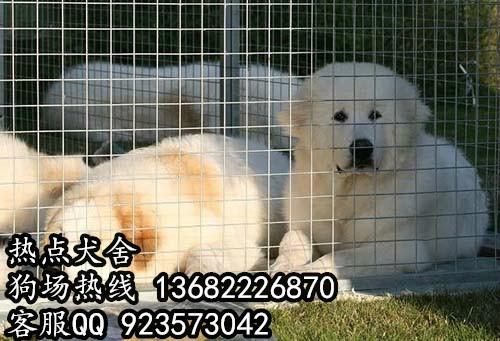 供应广州大白熊广州到哪里有大白熊幼犬出售广州买大白熊热点犬舍