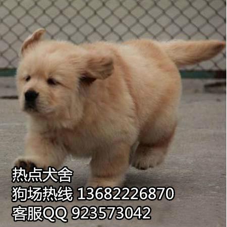 佛山在哪里出售金毛犬 黄金猎犬广州市面价格