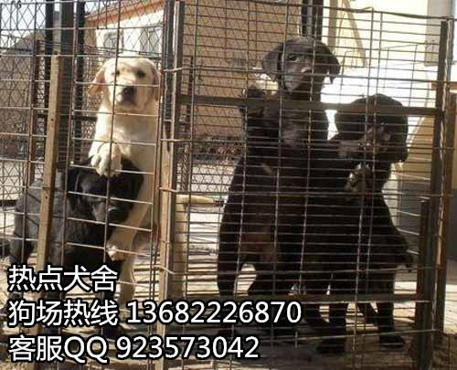 广州海珠区哪里有买卖拉布拉多幼犬批发