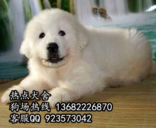 供应广州大白熊广州到哪里有大白熊幼犬出售广州买大白熊热点犬舍