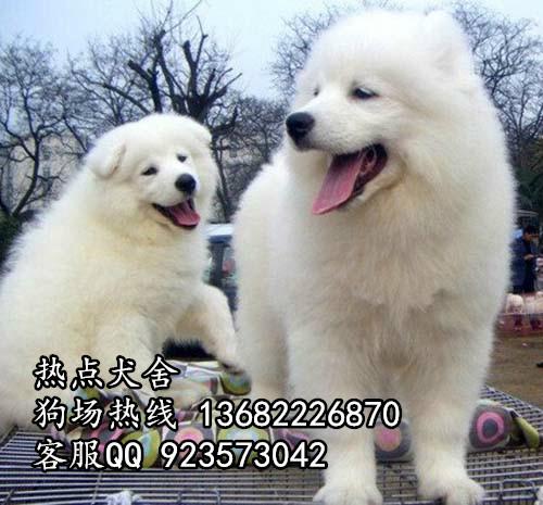 供应广州萨摩耶大型犬广州萨摩耶幼犬价格 广州纯种萨摩耶多少钱一只大概