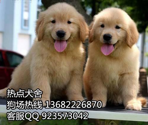 佛山在哪里出售金毛犬 黄金猎犬广州市面价格