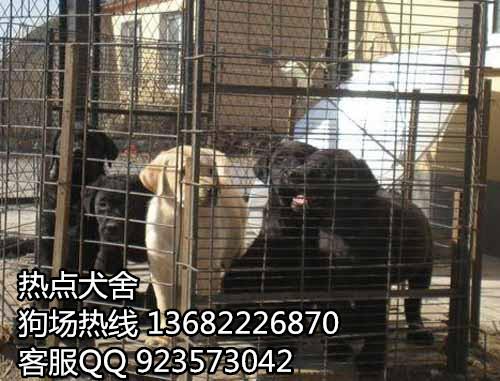 广州海珠区哪里买狗好 广州海珠区有卖拉布拉多犬