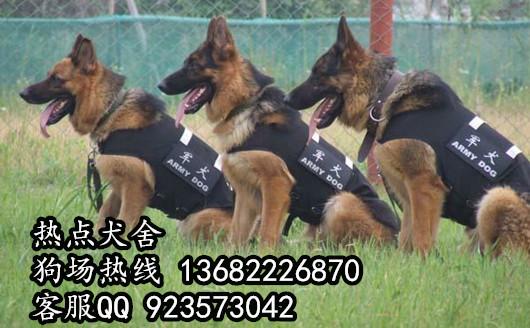 广州德牧幼犬出售批发