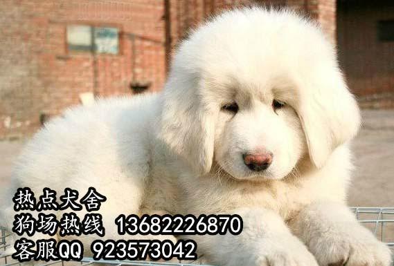 供应广州藏獒犬广州到哪里有藏獒幼犬出售 纯种藏獒大概价格
