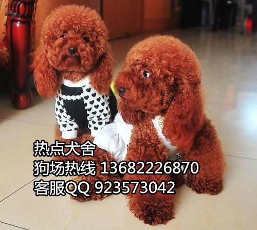 广州哪里有卖泰迪熊犬 泰迪熊图片 泰迪熊价格