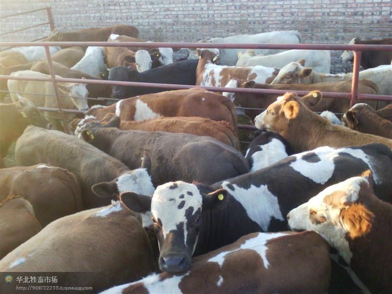 供应牲畜交易市场，华北牲畜交易市场，东北牲畜交易市场
