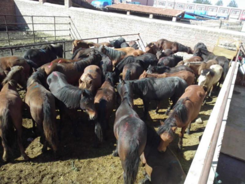 张家口市西门塔尔牛犊厂家供应用于牛犊养殖|牛犊销售|牛犊批发的西门塔尔牛犊