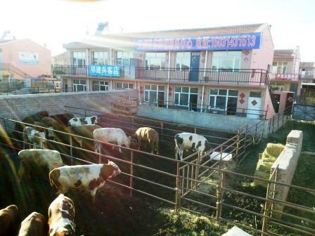 西门塔尔牛犊供应用于牛犊养殖|牛犊销售|牛犊批发的西门塔尔牛犊
