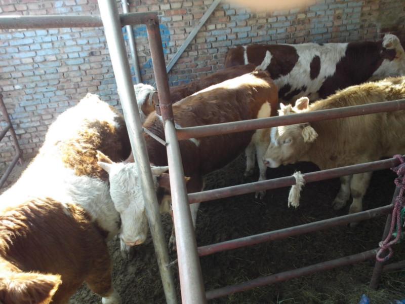 供应西门塔尔肉牛养殖厂家图片