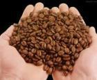 咖啡豆进口批发