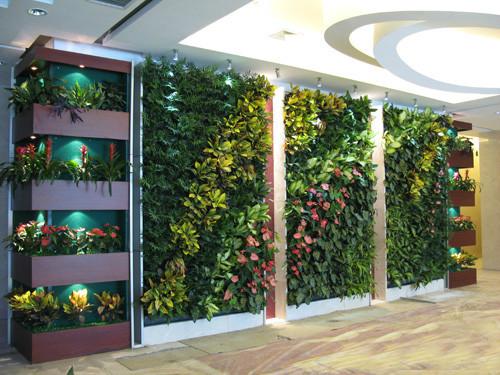 供应东莞室内庭院绿化/室内垂直绿化/景观树提供/屋顶隔热绿化