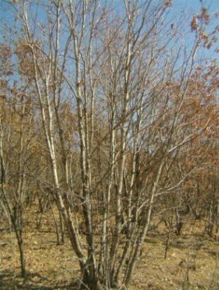 供应3-6条丛生蒙古栎白桦，大量低价出售各种东北山地绿化苗木图片
