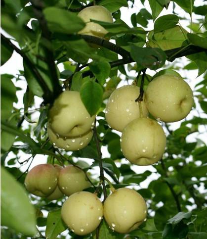 供应黄冠梨苗，梨树品种，梨树价格