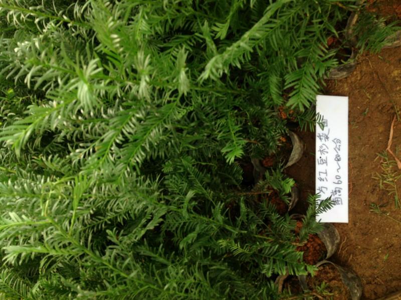 供应惠州南方红豆杉营养袋苗红豆杉价格多少红豆杉种植