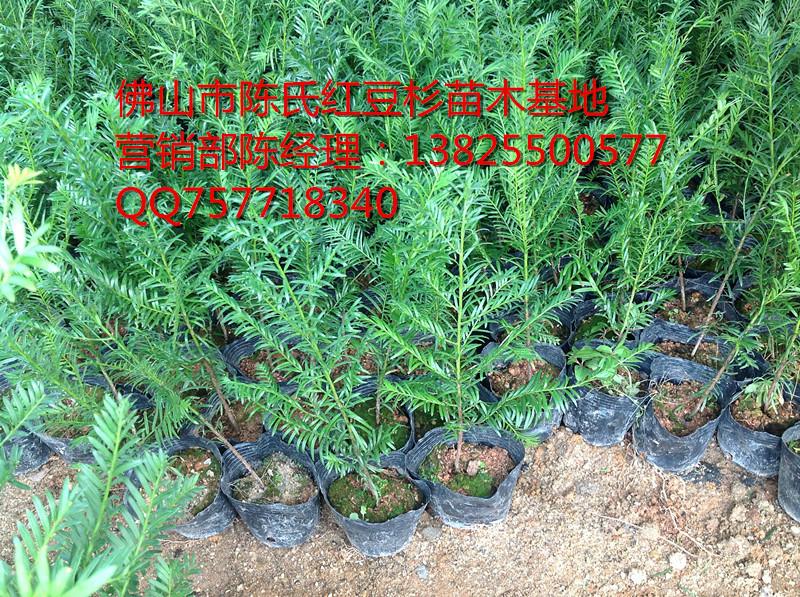 供应高质量红豆杉树苗高成活率红豆杉批发