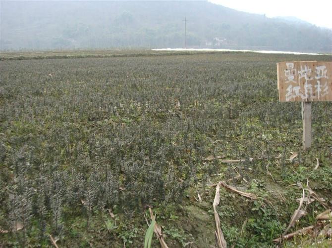 供应湘潭曼地亚红豆杉树苗种植基地红豆杉批发价格