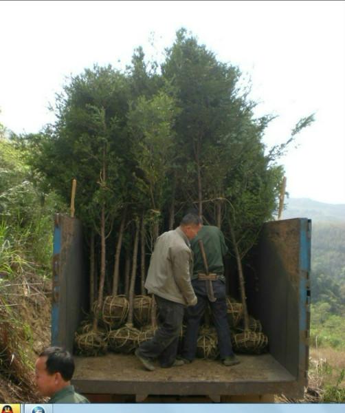供应南方红豆杉盆景树供应商