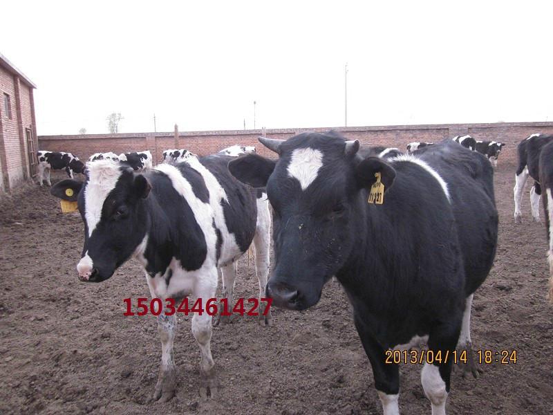 忻州市专业山西西门塔尔牛养殖商厂家