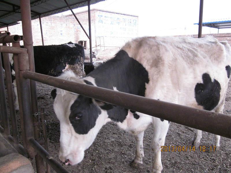 供应哪里出售奶牛肉牛山西红光养殖场