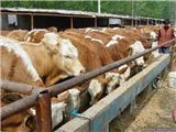 哪里出售奶牛肉牛山西红光养殖场批发