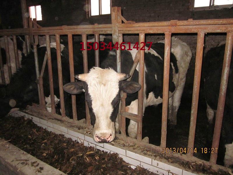 专业山西西门塔尔牛养殖商供应专业山西西门塔尔牛养殖商