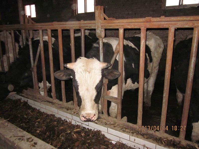 供应美国黑心牛价格多少 山东美国黑心牛养殖场
