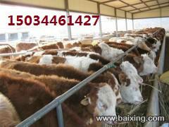 忻州市河北奶牛肉牛交易市场厂家供应河北奶牛肉牛交易市场