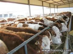 供应荷斯坦牛养殖场哪里有 山东荷斯坦牛价格多少