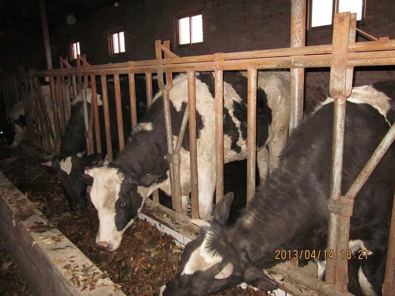 供应哪里出售奶牛肉牛山西红光养殖场