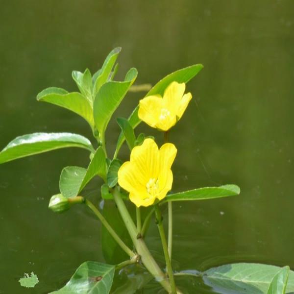 黄花水龙图片大全 黄花水龙图片