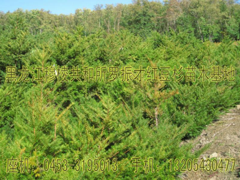 供应顶级东北红豆杉成年树和树苗