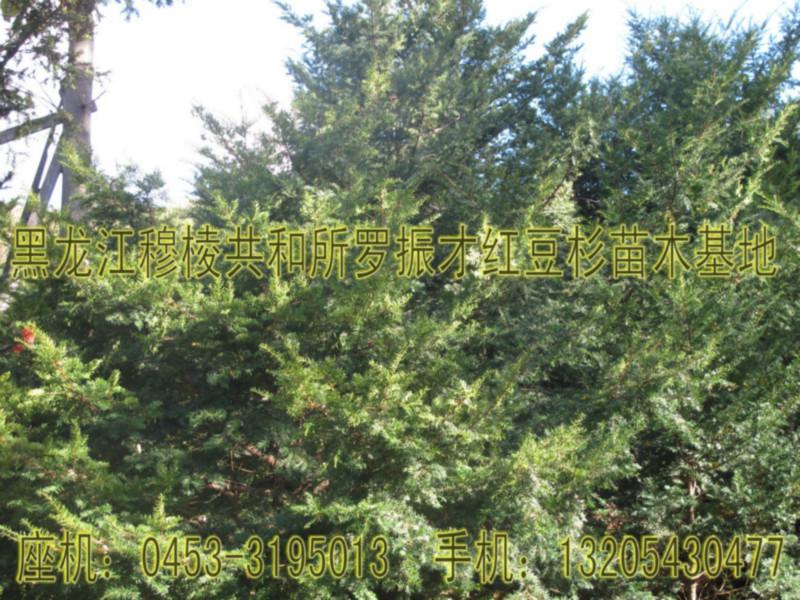 供应顶级东北红豆杉成年树和树苗