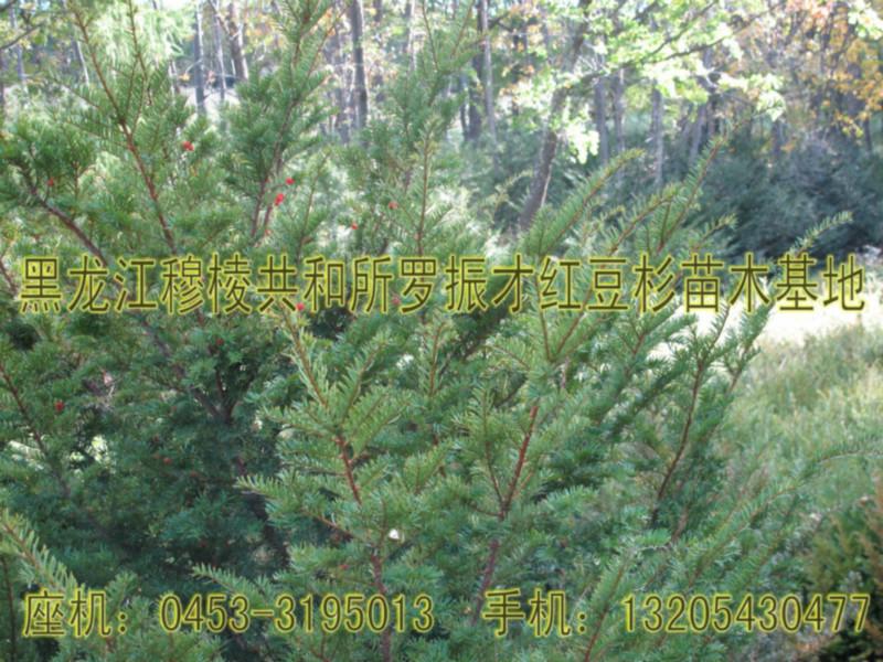 供应东北红豆杉至尊一级树种和成年树图片