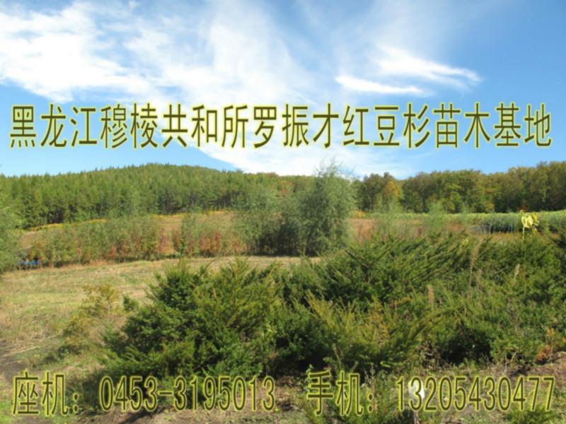 哈尔滨市最大最好的红豆杉树厂家供应最大最好的红豆杉树