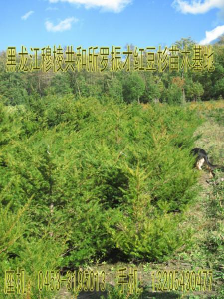 供应黑龙江发现最大红豆杉种植基地