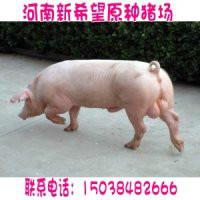 广州种猪场广东种猪场贵州种猪场批发