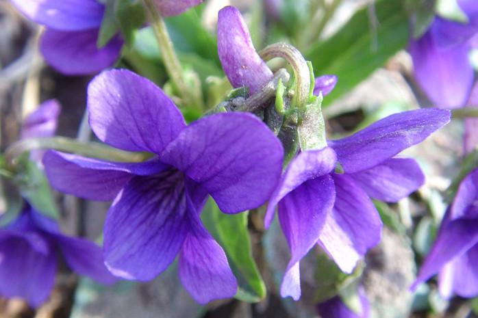 紫花地丁提取物批发