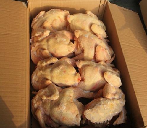 宁波市批发俄罗斯白条鸡厂家