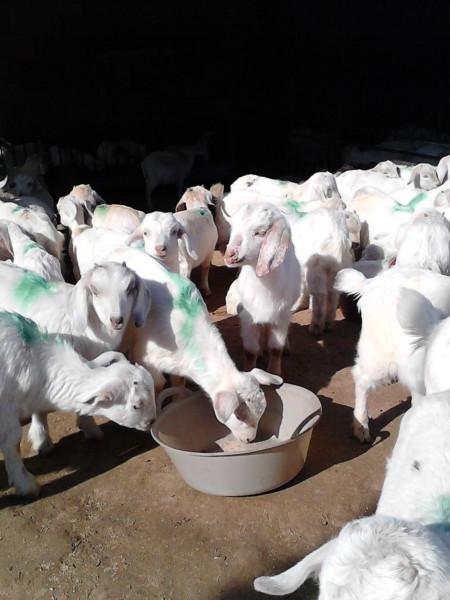 2013年肉羊养殖前景及羊肉价格涨势批发