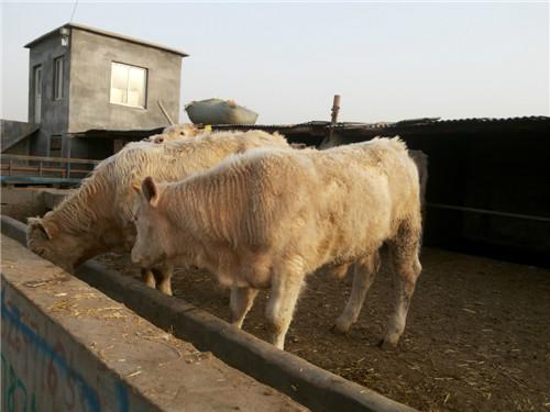 夏洛莱牛养殖前景东北肉牛交易市场批发