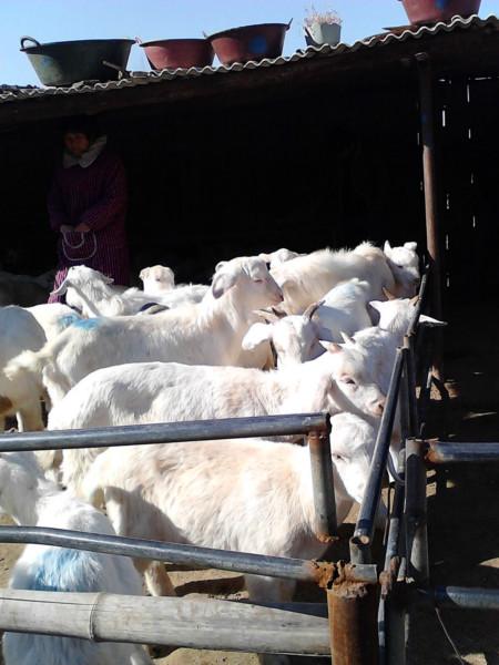 白山羊育肥白山羊羊羔价格供应白山羊育肥白山羊羊羔价格