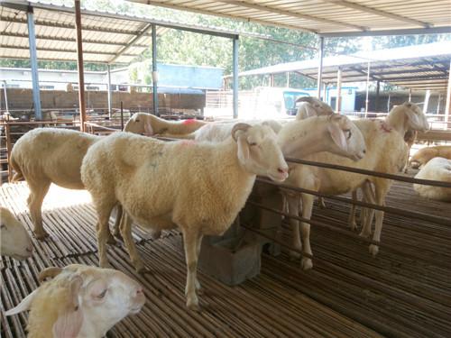 新建县卖小尾寒羊肉羊鲁西黄牛养殖肉驴养殖场图片