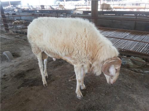 定西哪有买小尾寒羊羊羔种羊福贵牧业图片