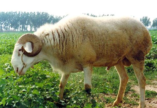 供应商丘小尾寒羊种公羊价格福贵正规养羊场图片