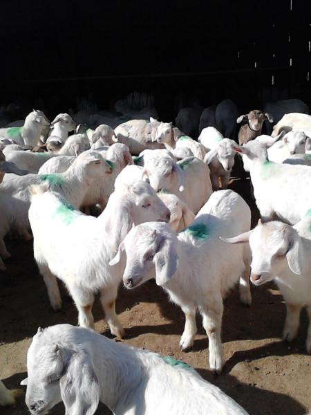 白山羊专业养殖场免费运输福贵牧业白山羊专业养殖场免费运输福贵牧业