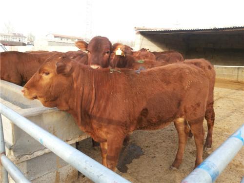 吉林大量出售肉牛致富经肉牛养殖批发