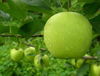 寒富苹果苗，大量供应寒富苹果苗（矮化耐寒品种齐全）图片
