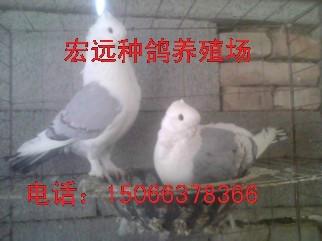 新疆元宝鸽养殖观赏鸽价格批发
