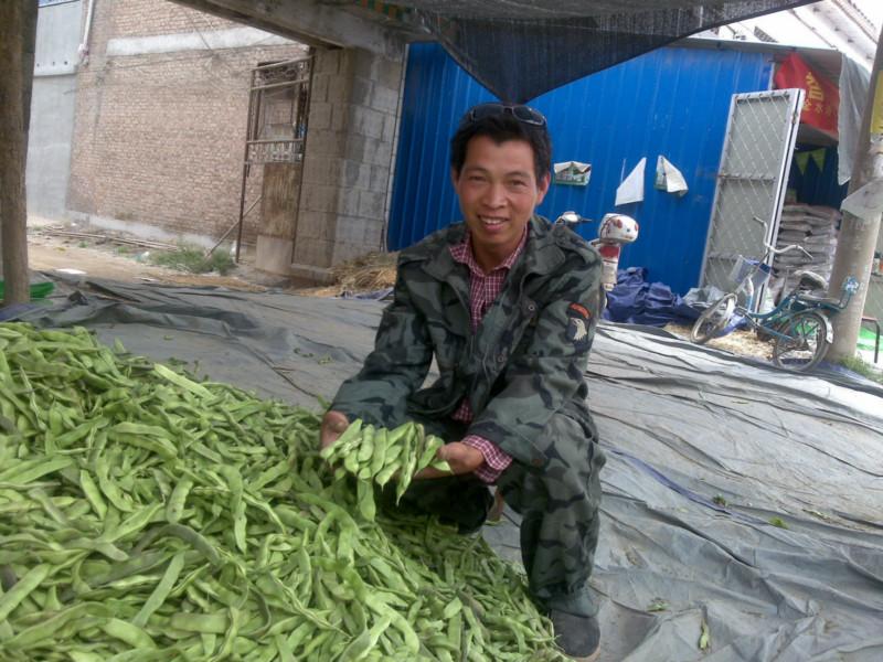 菏泽市紫花油豆种子将军一点红油豆种子厂家供应紫花油豆种子将军一点红油豆种子
